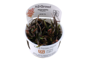 Tropica Hygrophila 'Araguaia' 1-2-grandir! (moyen)