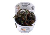 Tropica Hygrophila pinnatifida 1-2-grandir! (moyen)