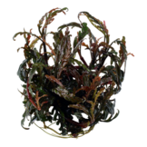 Tropica Hygrophila pinnatifida 1-2-grow! (medium)