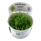 Tropica Lilaeopsis brasiliensis 1-2-grow! (easy)