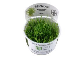 Tropica Lilaeopsis brasiliensis 1-2-grow! (easy)