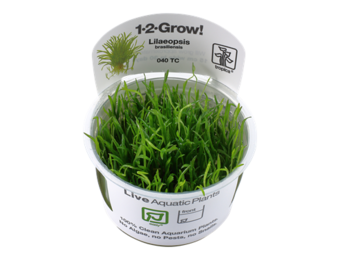 Tropica Lilayopsis Brasiliensis 1-2-grandir! (Facile)