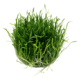 Tropica Lilaeopsis brasiliensis 1-2-grow! (easy)