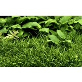 Tropica lilayopsis brasiliensis 1-2-grow! (Easy)