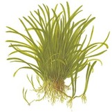 Tropica Lilaeopsis brasiliensis 1-2-grow! (easy)