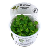 Tropica Limnobium laevigatum 1-2-grow! (easy)