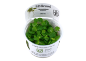Tropica Limnobium laevigatum 1-2-grow! (easy)