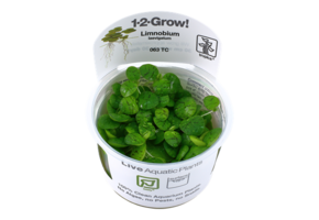 Tropica Limnobium Laevigatum 1-2-Grow! (Easy)
