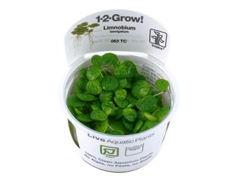 Tropica Limnobium Laevigatum 1-2-Grow! (Easy)
