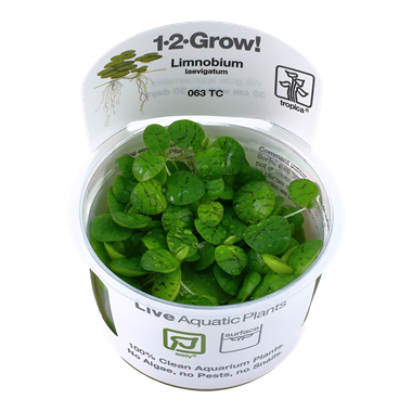 Tropica Limnobium Laevigatum 1-2-Grow! (Easy)