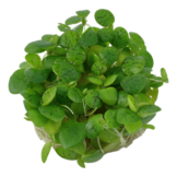 Tropica Limnobium Laevigatum 1-2-grandir! (Facile)