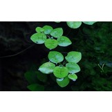 Tropica Limnobium Laevigatum 1-2-grandir! (Facile)