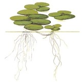 Tropica Limnobium laevigatum 1-2-grow! (easy)