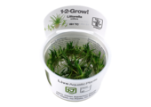 Tropica Littorella uniflora 1-2-grow! (easy)