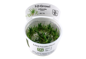 Tropica Littorella Uniflora 1-2-Grow! (Easy)
