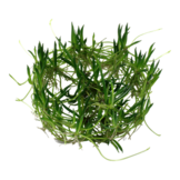 Tropica Littorella uniflora 1-2-grow! (easy)