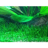Tropica Littorella Uniflora 1-2-grandir! (Facile)