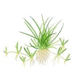 Tropica Littorella Uniflora 1-2-grandir! (Facile)