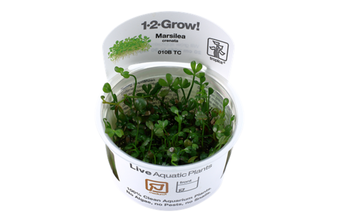 Tropica Marsilea crenata 1-2-grow! (medium)
