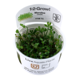 Tropica Marsilea crenata - minuta 1-2-grow! (medium)