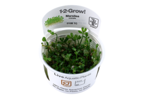 Tropica Marsilea crenata - minuta 1-2-grow! (medium)