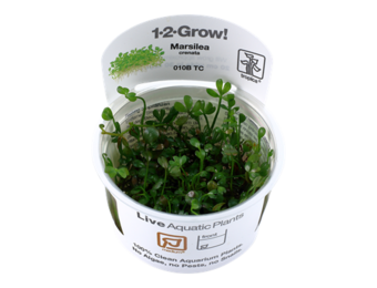 Tropica Marsilea crenata - minuta 1-2-grow! (medium)