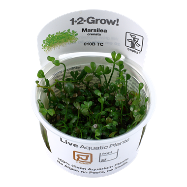 Tropica Marsilea Crenata 1-2-Grow! (medium)