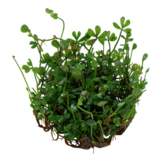 Tropica Marsilea crenata - minuta 1-2-grow! (medium)