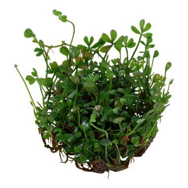 Tropica Marsilea Crenata 1-2-Grow! (medium)