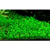 Tropica Marsilea crenata - minuta 1-2-grow! (medium)