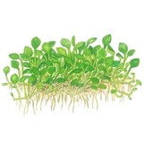 Tropica Marsilea crenata - minuta 1-2-grow! (medium)