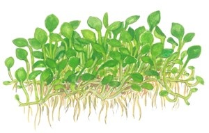Tropica Marsilea Crenata 1-2-Grow! (medium)