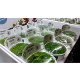 Tropica Plantenset 12x 1-2-grow!