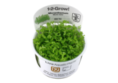 Tropica Micranthemum 'Monte Carlo' 1-2-grow! (medium)