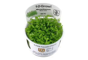 Micranthemum de Tropica 'Monte Carlo' 1-2-grandir! (moyen)