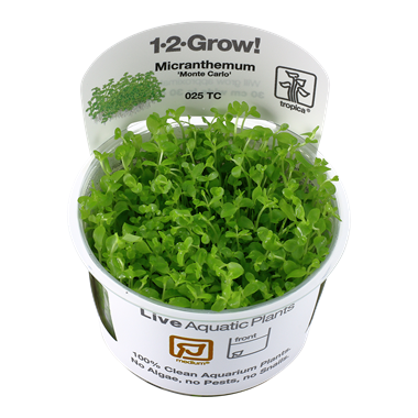 Tropica Micranthemum 'Monte Carlo' 1-2-Grow! (medium)