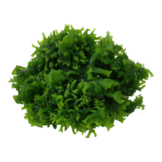 Tropica Monosolenium tenerum 1-2-grow! (easy)