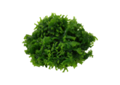 Tropica Monosolenium tenerum 1-2-grow! (easy)