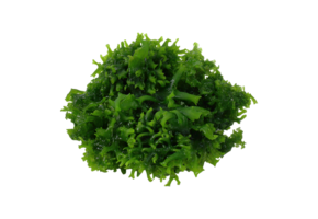 Tropica Monosolenium Tenerum 1-2-Grow! (Easy)