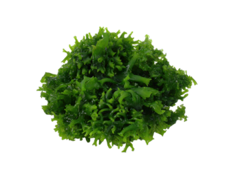 Tropica Monosolenium tenerum 1-2-grow! (easy)