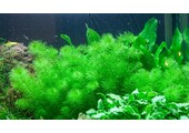 Myriophyllum Guyana  - Pot