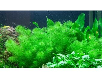 Myriophyllum Guyana  - Pot