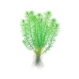 Myriophyllum Guyana  - Pot