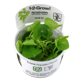 Tropica Nymphoides hydrophylla 'Taiwan' 1-2-grow! (easy)