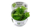 Tropica Nymphoides hydrophylla 'Taiwan' 1-2-grow! (easy)