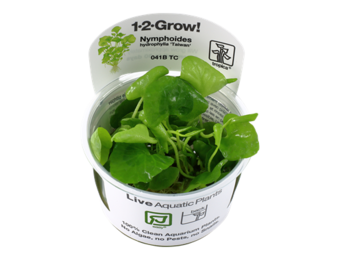 Tropica Nymphoides Hydrophylla 'Taiwan' 1-2-Grow! (Easy)