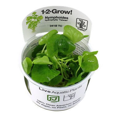 Tropica Nymphoides hydrophylla 'Taiwan' 1-2-grow! (easy)