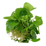 Tropica Nymphoides hydrophylla 'Taiwan' 1-2-grow! (easy)