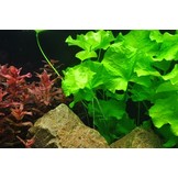 Tropica Nymphoides hydrophylla 'Taiwan' 1-2-grow! (easy)