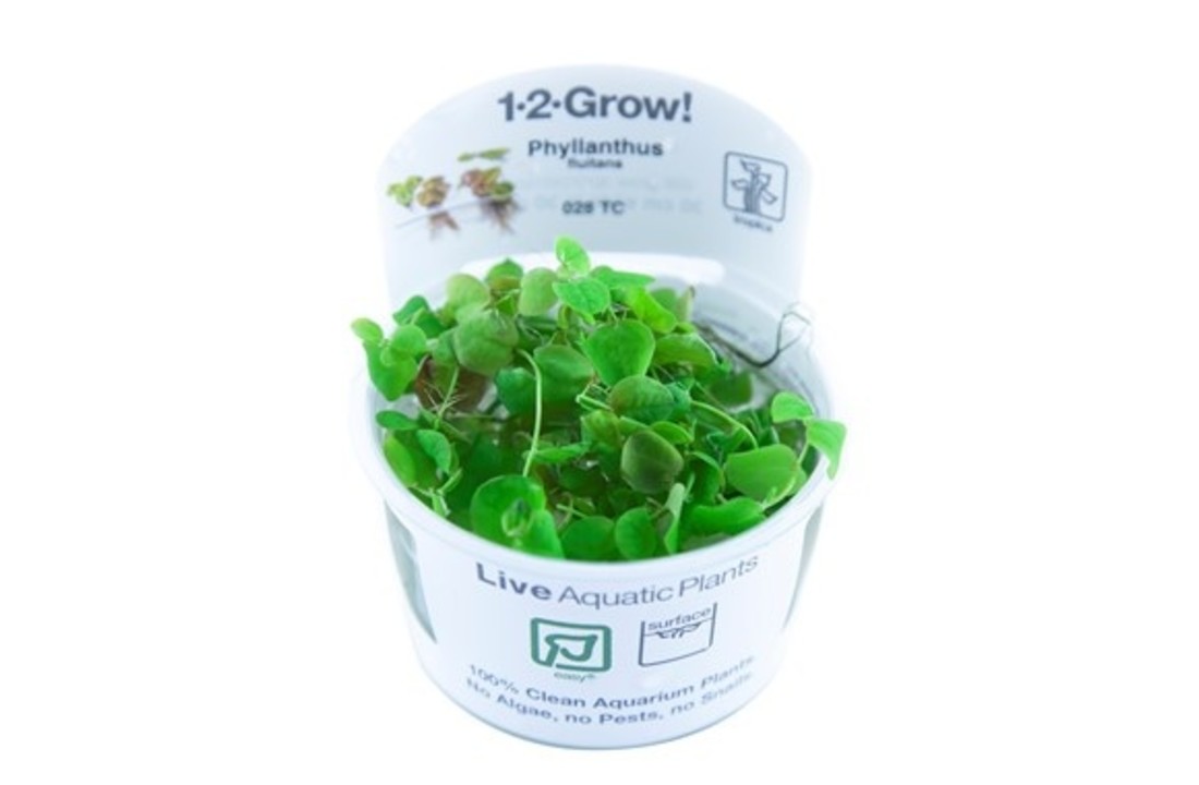Tropica Phyllanthus fluitans 1-2-grow! (easy)